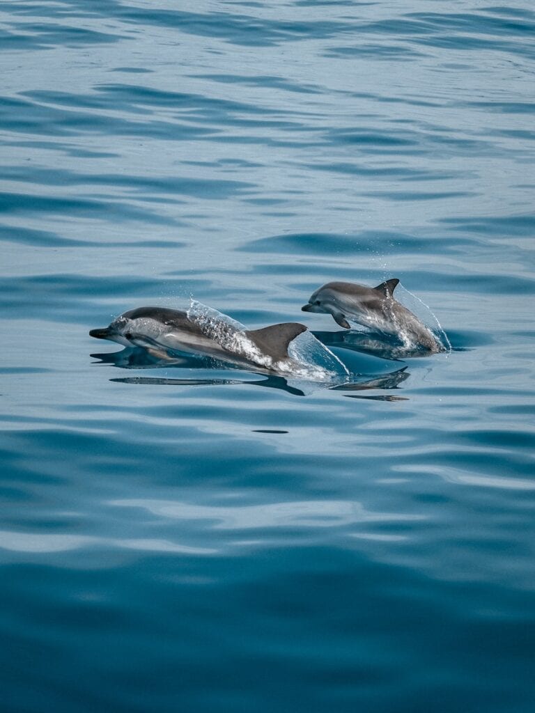 2 dolphins in the water